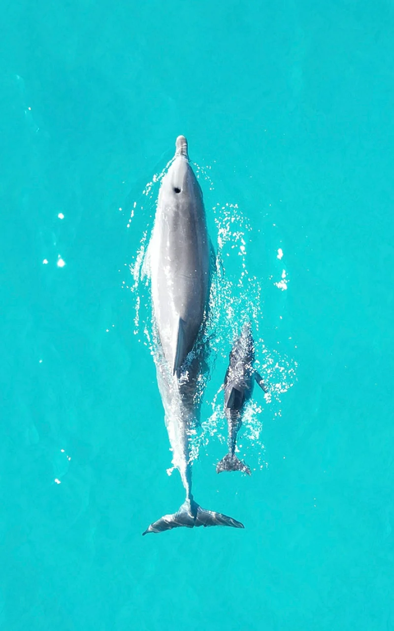 Strategi Media Sosial Organik B2B Anda Kini Menjadi Strategi AI